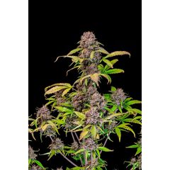 Lemon Cherry Cookies Auto, Фасовка: 5